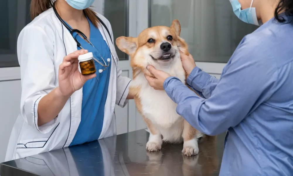 veterinarian-taking-care-pet-dog