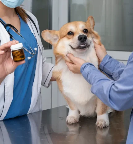 veterinarian-taking-care-pet-dog